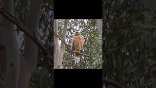 Red-shouldered Hawk Kleer-series Call #birds #california #missionviejo