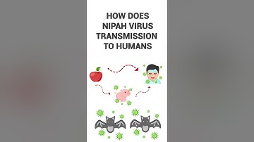 how does nipah virus outbreak spread from bats to Human | nipah virus transmission 2023 #nipah