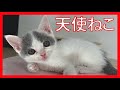 子猫がやってきました　保護猫
