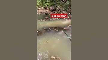 Mancing wader "Tingalikeunbtah babon" #mancing #mancingwader #mancingmania