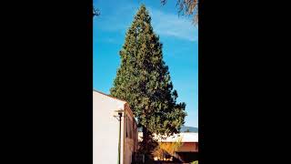 incense cedar