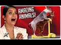 Amazing animal auditions on canadas got talent