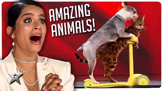 Amazing Animal Auditions on Canada's Got Talent!