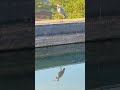 Majestic Grey Heron Spotted