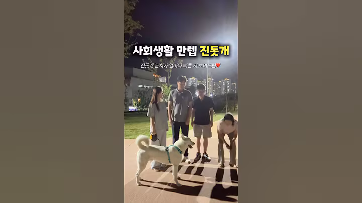 진돗개가 눈치 백단인 이유 (강아지 사회생활)