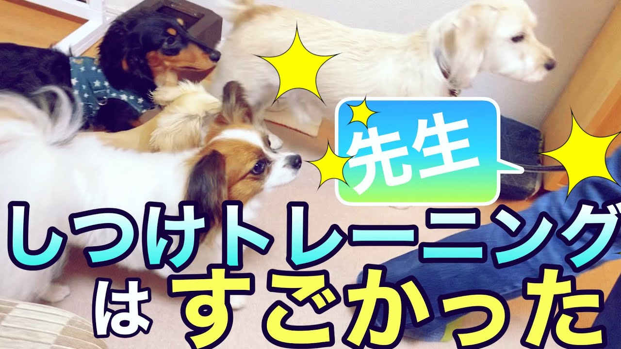 犬のしつけトレーニングに行ってみた ️【TVチャンピオン『ダメ犬しつけ王選手権 優勝 ️』】の先生です😃パピヨン