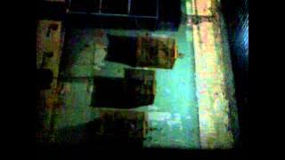 suara burung derkuku sepah atua chocodove di pawiro bird farm