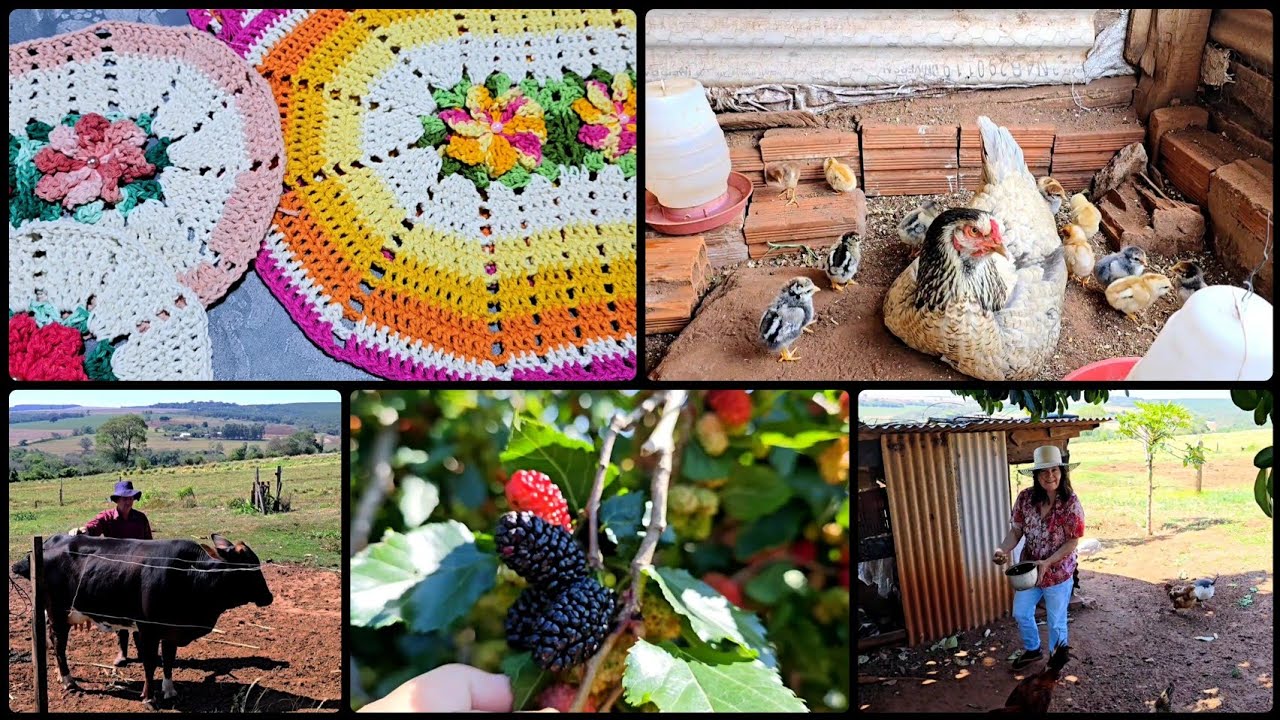 DIA NA ROÇA CUIDANDO DOS ANIMAIS 🙏 NASCEU UM MONTE DE PINTINHOS😍 MOSTREI MEU CROCHÊ