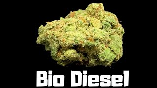 Biodiesel Strain Review - Hybrid (Sour Diesel x Sensi Star)
