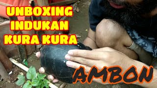 UNBOXING KURA KURA AMBON | INDUKAN KURA KURA #kurakura #ambon