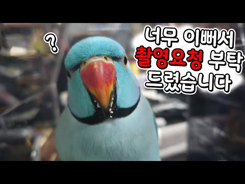 페이스북보다 너무이뻐서 설득끝에 촬영했습니다. 합성같은 앵무새들과 사육사님