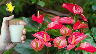 1 Cup Every Week! Anthurium Blooms For 1 Year Without Fading