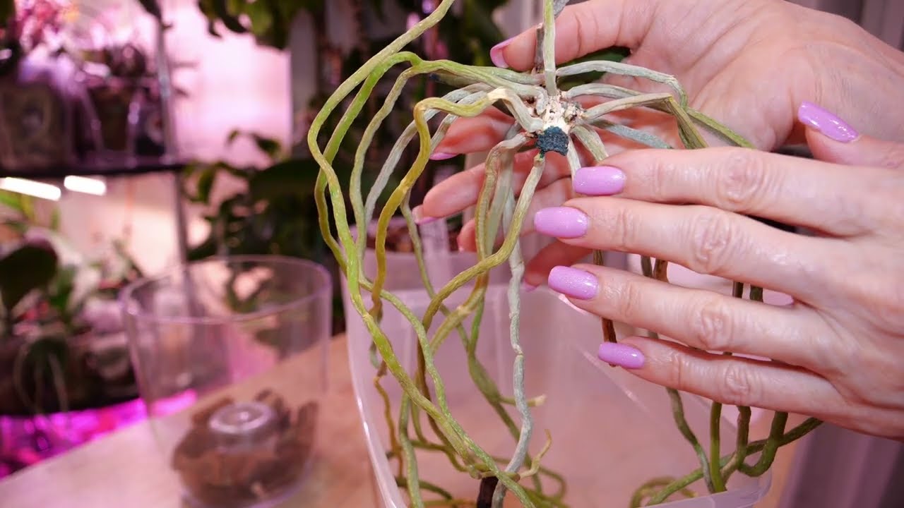 Орхидея в три листа УЙМА корней. Время для отсечения. Способ укоренить, для тех у кого не получается