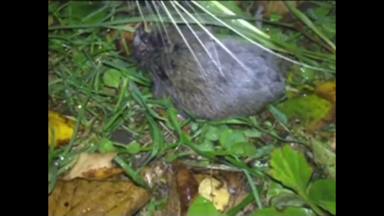 Cat Eats Mouse YouTube