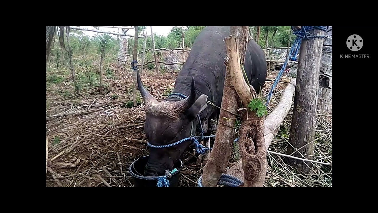 Sapi Timor Sapi Bali Timor - YouTube
