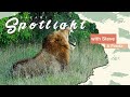 Kambulas vs The Djuma Clan - Safari Spotlight #6