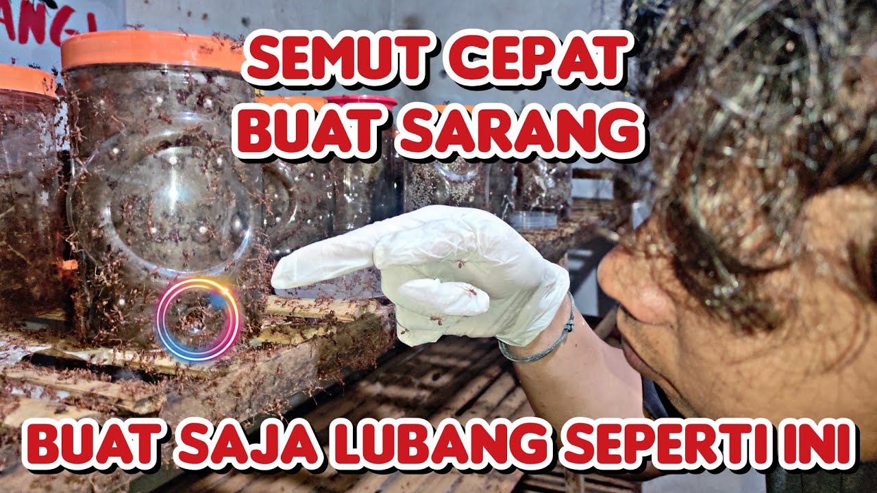 Cara Cepat Semut Bersarang Pada Toples | Quick Away For Weaver Ant To Nest In Jar