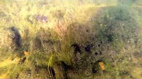 Dniester - July 2015 -    -   - 2015. .