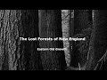 The Lost Forests of New England - Eastern Old Growth