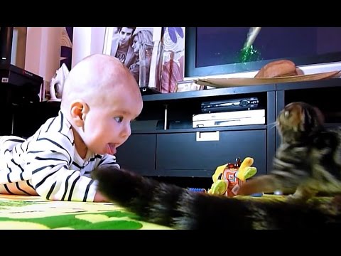 funny cats sleeping in weird positions compilation 2014 funnyplox Baby React To Funny Cats