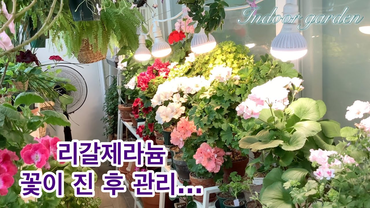 꽃대 자르면 꽃봉오리 또 올려요