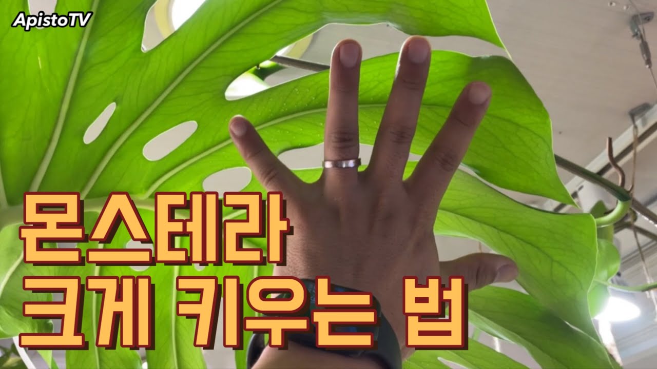몬스테라 잘 키우는 법/크게 키우는 법 알려드릴게요.