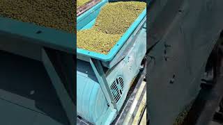 Moong Dal grading n cleaning machine more details +91 91111 56620
