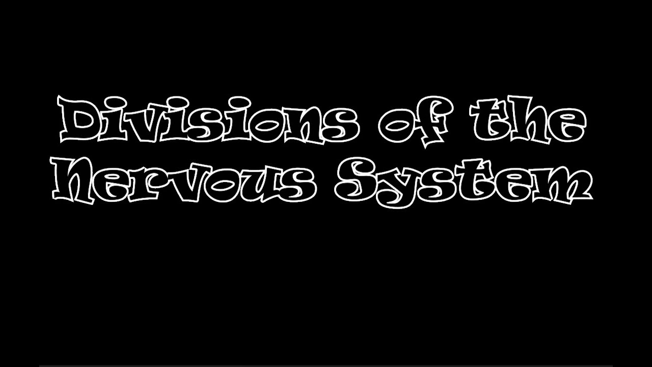 Divisions of the nervous system - YouTube