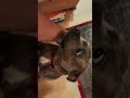 Staffordshire bull terrier