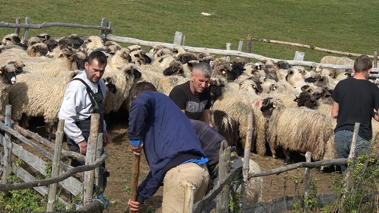 JESENSKO  KUPANJE  OVACA  NA PLANINI  VLAŠIĆ