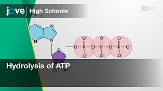 Hydrolysis of ATP Bio Textbooks -