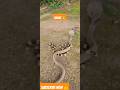 Snake рџђЌ Shorts Animals Snake Youtubeshorts Cobra Snake рџђЌ Shorts Animals Snake Youtubeshorts Cobra