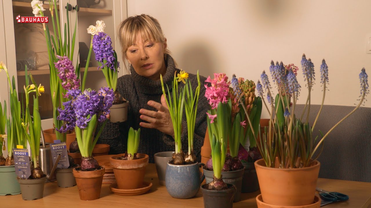 Škola vrtlarstva - zimske lukovice