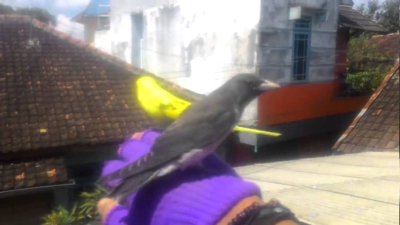 Kekep Soar Sangat Tinggi By Aldy Entertaint