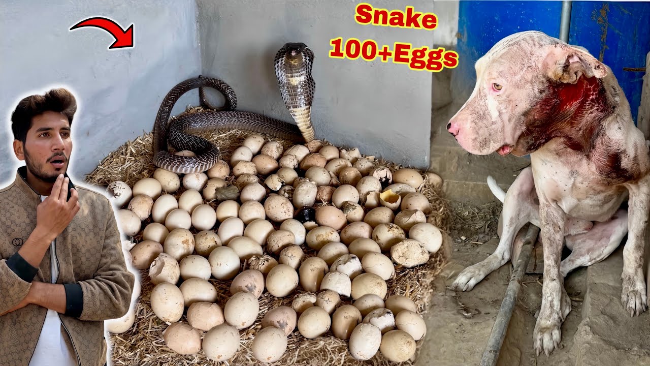 Snake Ny 100 Eggs🥚De Deay😱 Unbelievable ll Gabbar Badmash😰