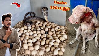 Snake Ny 100 Eggsde Deay Unbelievable Ll Gabbar Badmash