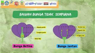 Bunga Sempurna Dan Tidak Sempurna Ipas Kelas 4 Bab 1 Topik C Kurikulum Merdeka