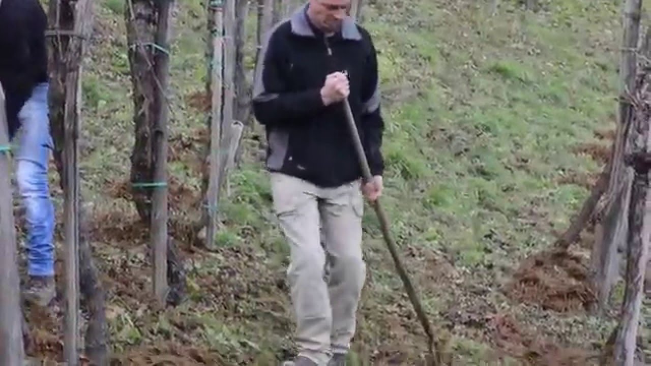 Distribuire letame a mano nella vigna di Monfumo