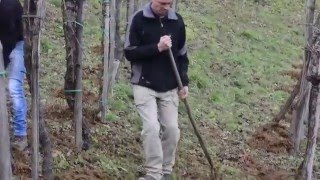 Distribuire Letame A Mano Nella Vigna Di Monfumo