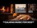 12 hours of Peaceful Dog Music for Deep Sleep 😴 Reduce Stress and Anxiety with Relaxing Sounds