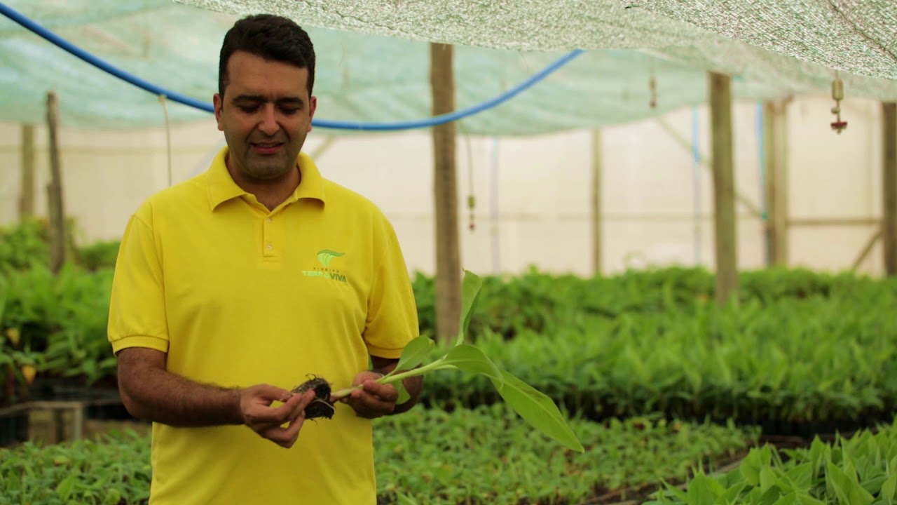 #21 - Mudas de Bananas, Alta Genética e Qualidade !