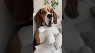 Funny Talking Dog #dog #shorts #shortsfeed
