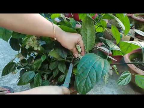 Bleeding heart pruning and trimming after bloom, Ep2