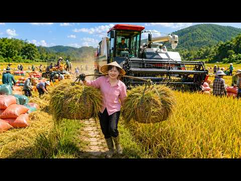 21 Days Harvesting Rice, Making Rice Noodles & Selling Tubers | حصاد الأرز والنودلز وبيع الدرنات