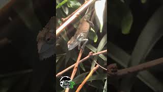 #terrakultur #reptiles #animals #zoo #archaiustigris #moulting #chameleon #reptil #lizard