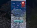 Regenbogenelritze – Der schillernde Schwarmfisch für Teich & Kaltwasseraquarium 🌈🐟