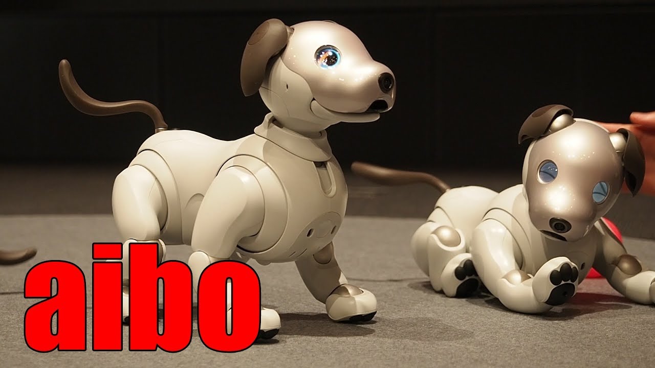 狂おしいほどかわいい Aibo アイボ がきゅんきゅん鳴く動画 Youtube