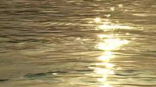 Ulovi Trofej - Ribolov Na Dunavu - Banostor