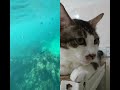 #short#buknoy#beautiful#fish🐈🐟🐠🐟🐠
