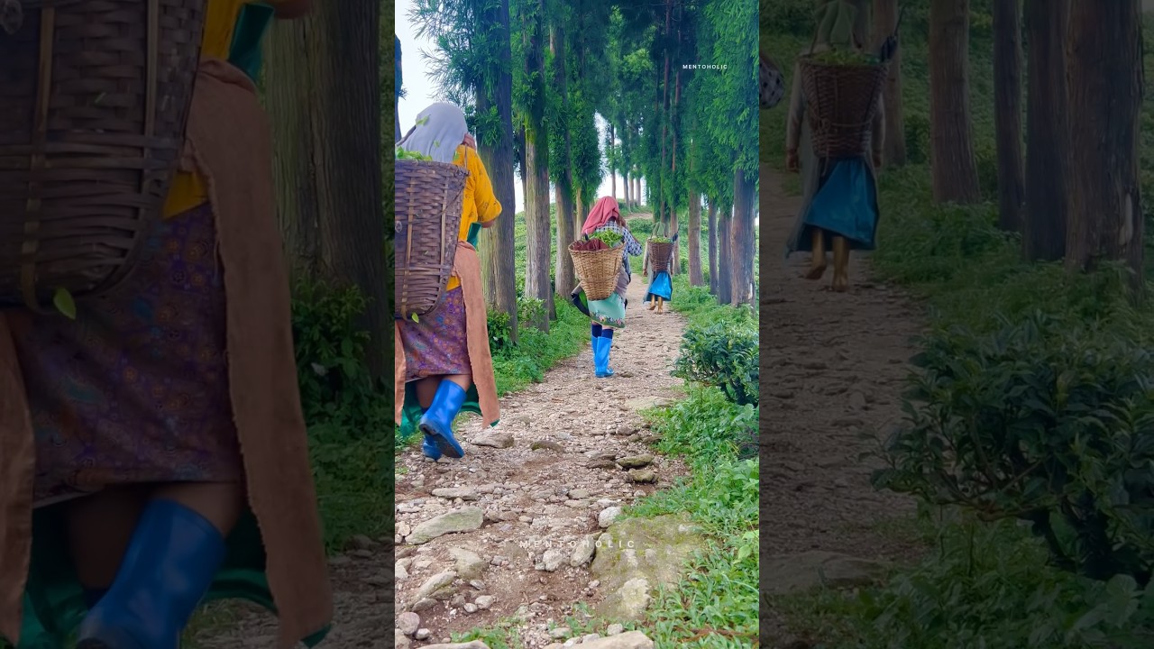 Tingling view point Mirik 😳